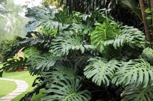 五针松种子的生根黄金期揭秘