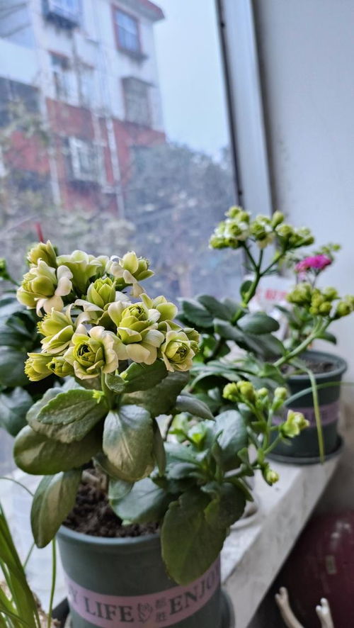 长寿花四季常绿的秘密