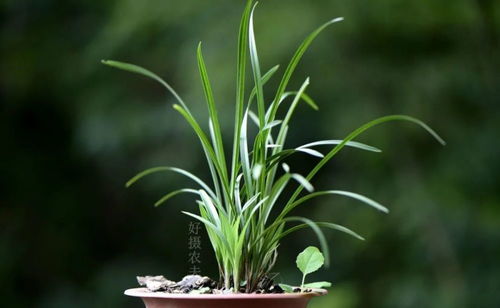 兰花施肥和浇水养护