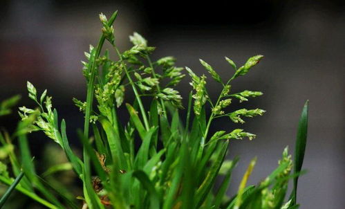 小编观点：东北种早熟禾就是找罪受