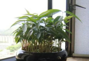 种子选择，得认真挑