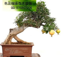 花木种类不同，价格也各不同