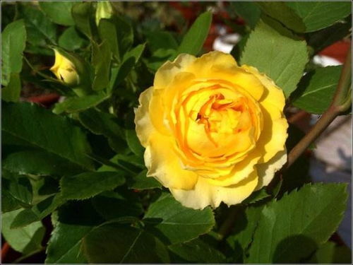 种植月季的神秘季节