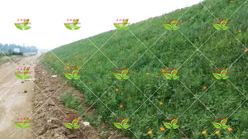 车前草籽的日常管理