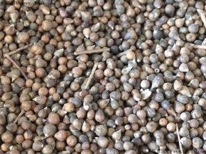 种子发芽的秘密，你懂吗？