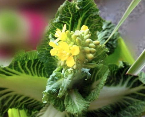 白菜开花后是正常现象吗？开花后的白菜会变成什么样子