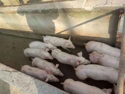 2025年饲料原料价格会暴涨吗？这会对养殖业产生哪些影响？