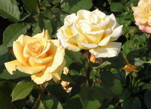 黑星病，要注意