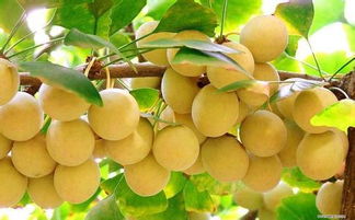 银杏种子：果实还是种子？