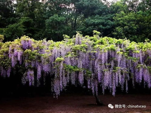 紫藤花的养护之道