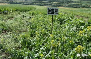 农村种植哪种药材收益快又高，市场需求量大