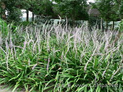 湖南园林中的阔叶麦冬：那些年我们一起种过的树