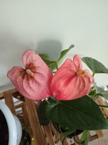 红掌花芯干裂，是缺水还是病虫害