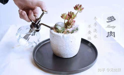 冬季多肉植物，如何控制浇水频率