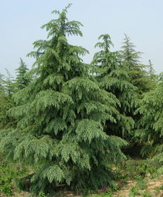 南京雪松基地， 优质大冠服雪松