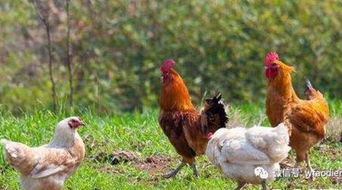 夏季鸡舍通风降温问题解析