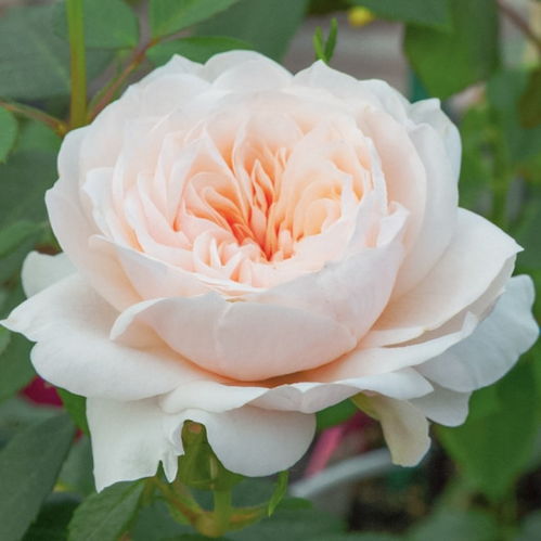 萨布丽娜月季：一朵花的美丽与不足