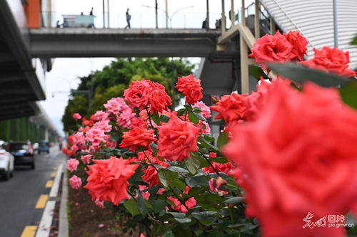 月季花成长的秘密：如何修剪才嫩繁花似锦？