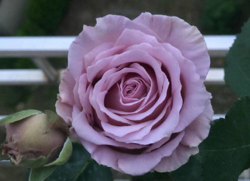 8. 蓝色物语月季