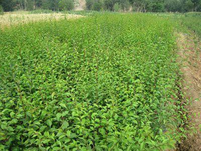 种了十年柴胡，悟出个理儿：