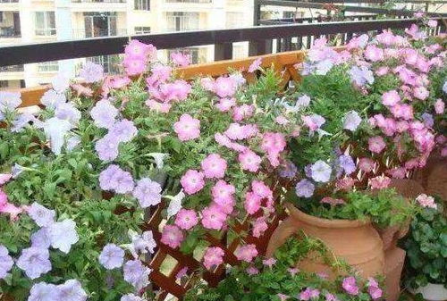 创新应用：矾根的花境