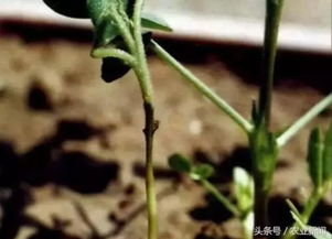 病虫害防治不可忽视