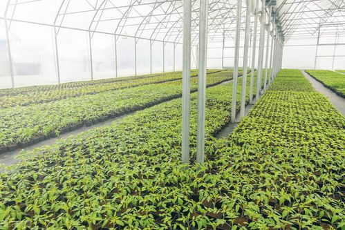 第二步：品种对比， Zuo个小侦探