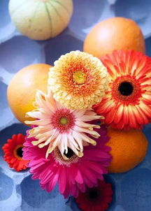 邻居的非洲菊蔫了怎么办？