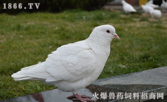 鸽子营养饲料配方中，肉鸡饲料配方的营养表如何调整以满足鸽子营养需求？