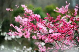 土壤篇：梅花生长的根基