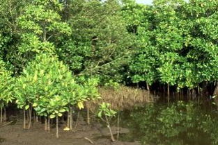 内蒙古大姐的种植经验