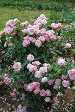 月季：那持之以恒的花期与希望