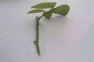 蔷薇花扦插繁殖步骤是什么？如何进行蔷薇花养殖及日常养护