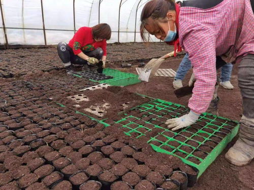 花苗培育小课堂， 播种篇