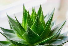 如何正确养殖芦荟使其又大又肥？有哪些技巧和注意事项