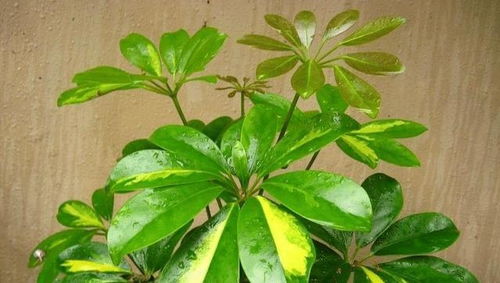 鸭脚木生长快又粗壮，需施用何种肥料