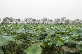 4. 秋天的莲藕， 一场泥土与水的对话