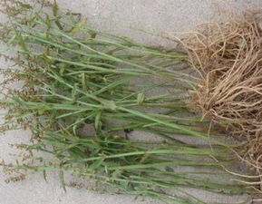 土壤准备， 肥沃又透气