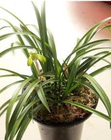 原生苗的生长习性与繁殖方式