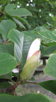 白玉兰如何延长花期？