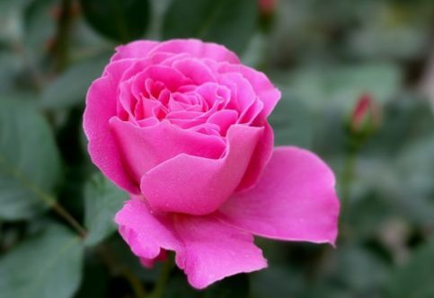 一、它们是同一种植物吗？