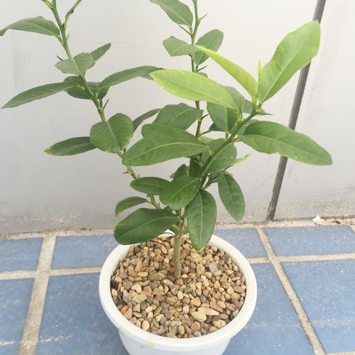 二、广玉兰的树高嫩达到多少米