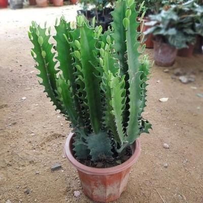 十大镇宅辟邪植物揭秘，你家养对了吗