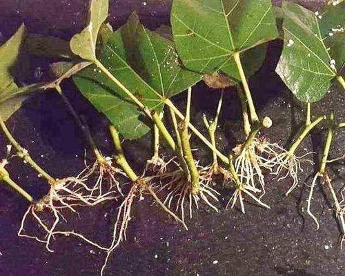 丙环唑：既Neng治病又Neng控旺