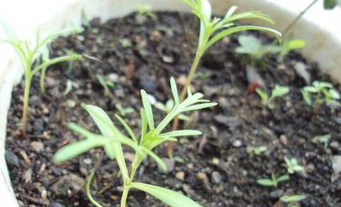 波斯菊常见虫害包括蚜虫、红蜘蛛等