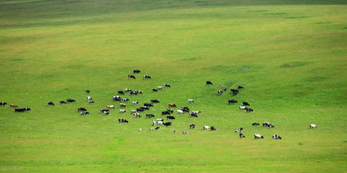 世界饲料排行榜中，哪种优质饲料对畜牧业发展影响最大？
