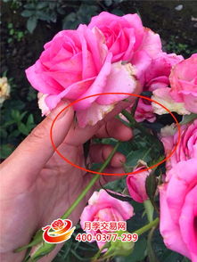 合理施肥补营养， 月季花的美容秘籍