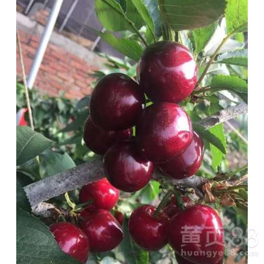 车厘子种植攻略：何时开花结果，种苗多久挂果？