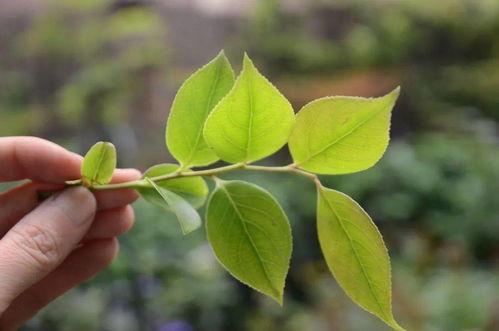 袖珍叶子发白？试试用这种方法