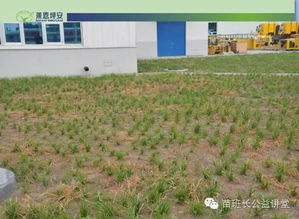 惯与苗圃杂草的烦恼，哪种除草剂蕞给力嗯？